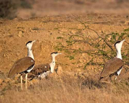 Desert National Park, Jaisalmer
